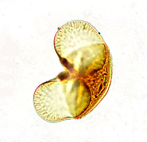 pollen-kiefer